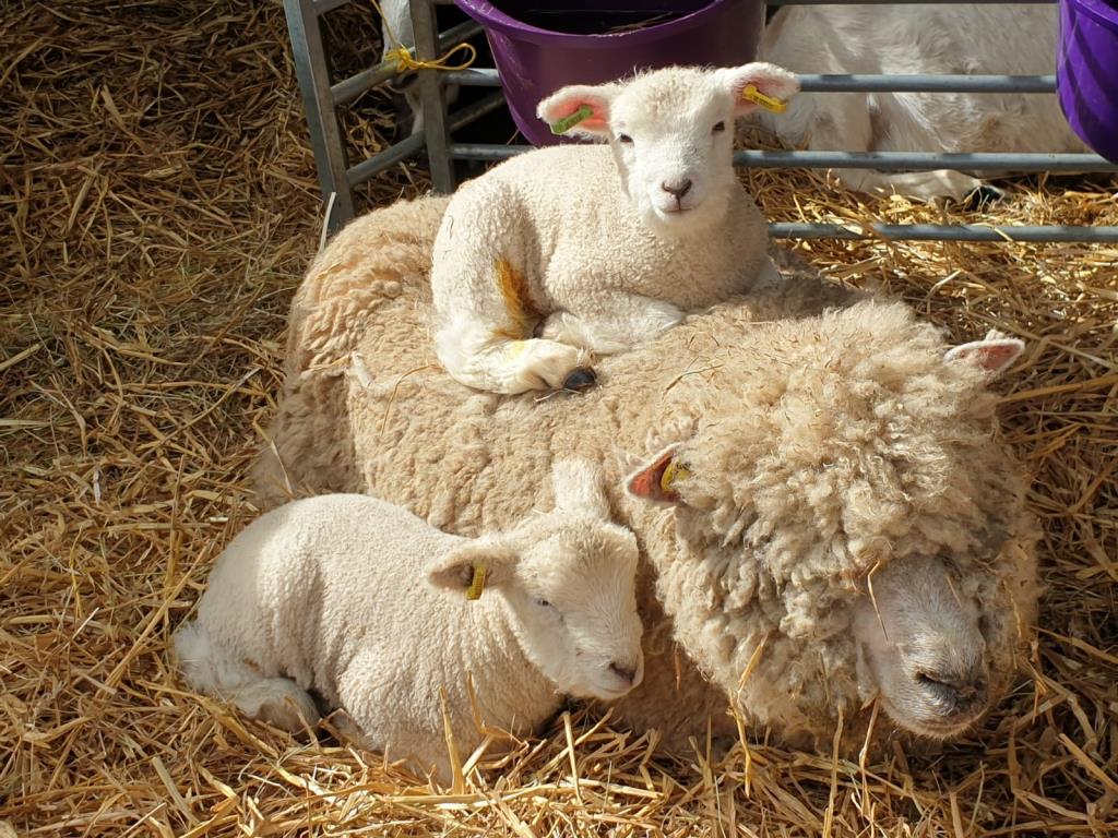 Miller's Ark Animals